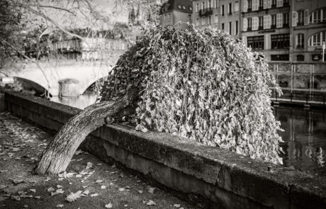 GUEULE DE BOIS photographie de Bruno D'ALIMONTE